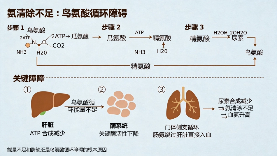 肝功能衰竭_第12页
