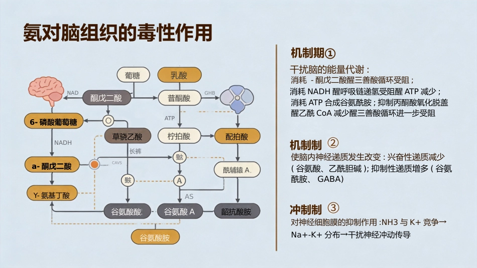 肝功能衰竭_第13页