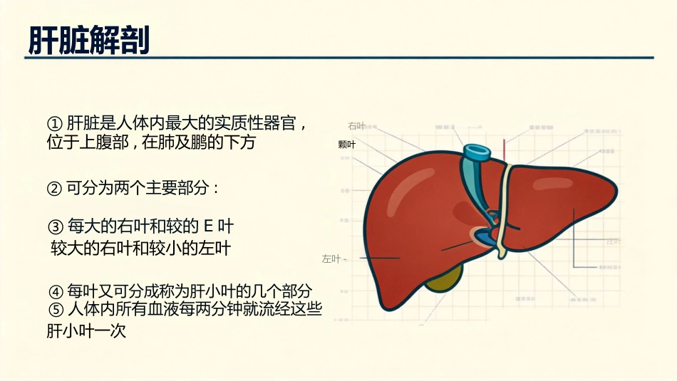 肝癌治疗及护理_第4页