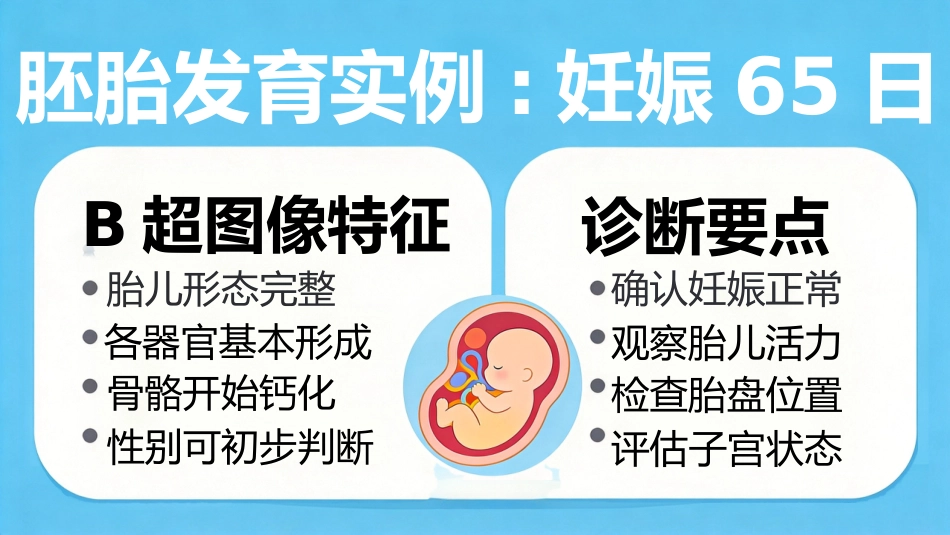 B超博瑞奶牛妊娠诊断_第13页
