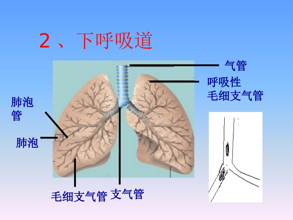 儿科护理学-呼吸系统疾病患儿的护理_第9页