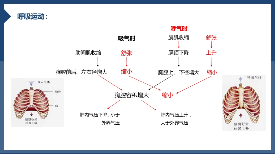 发生在肺内的气体交换1_第10页