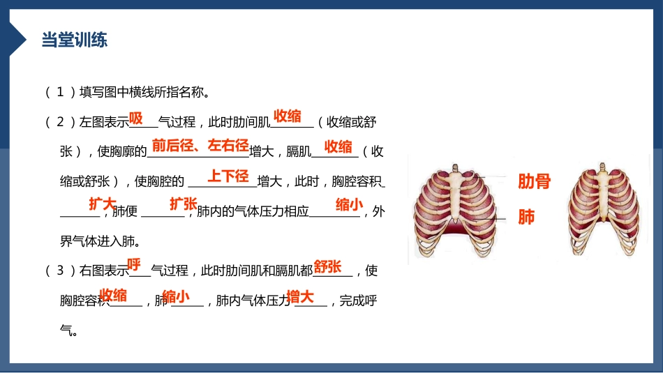 发生在肺内的气体交换1_第14页