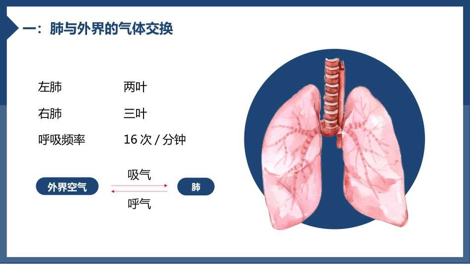 发生在肺内的气体交换1_第3页