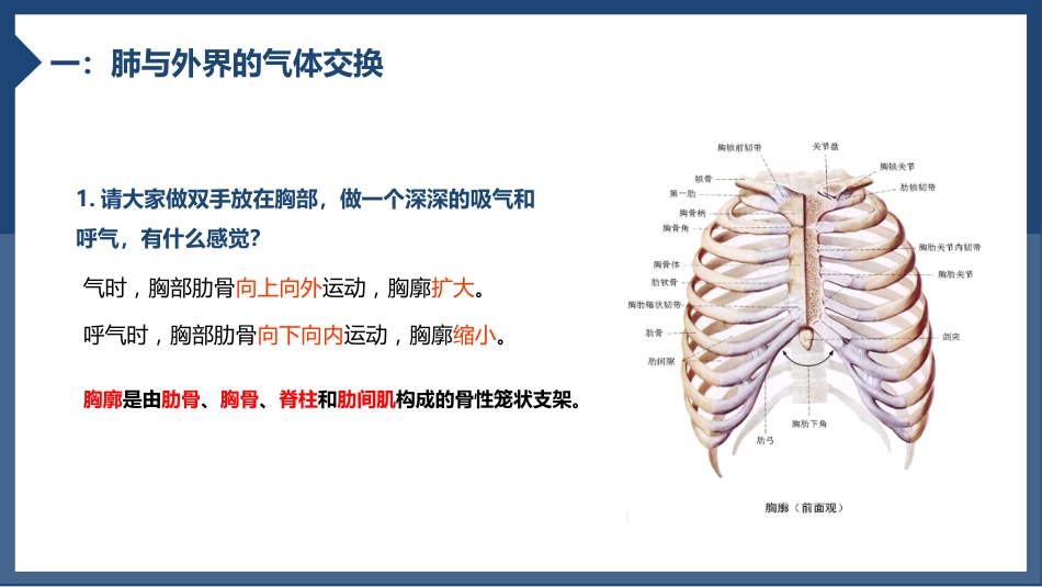 发生在肺内的气体交换1_第4页