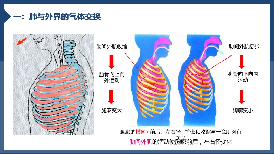 发生在肺内的气体交换1_第5页