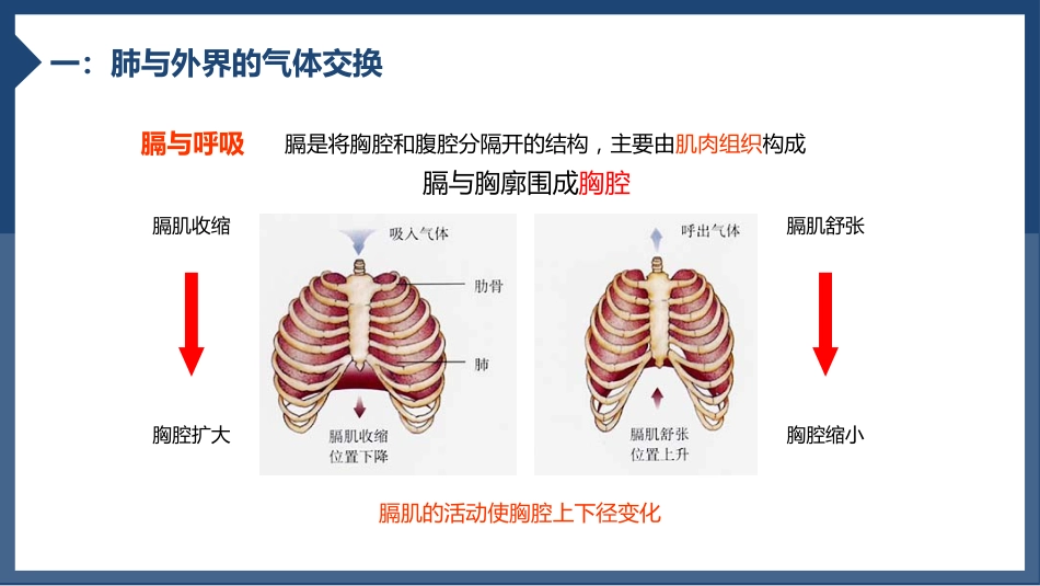 发生在肺内的气体交换1_第6页