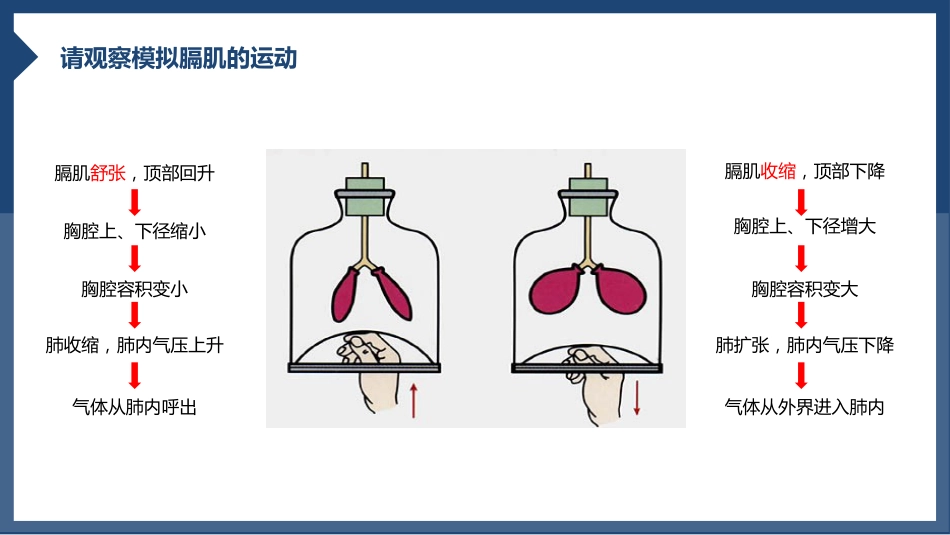 发生在肺内的气体交换1_第9页
