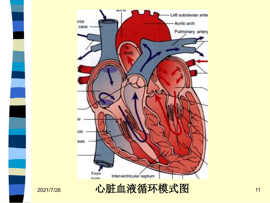 (最新整理)心脏瓣膜病病人的护理_第11页
