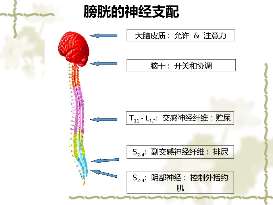 神经源性膀胱的基本处理原则_第10页