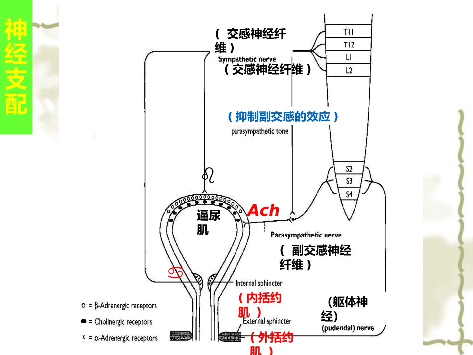神经源性膀胱的基本处理原则_第11页