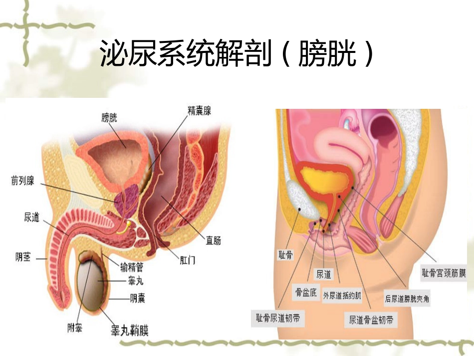 神经源性膀胱的基本处理原则_第4页