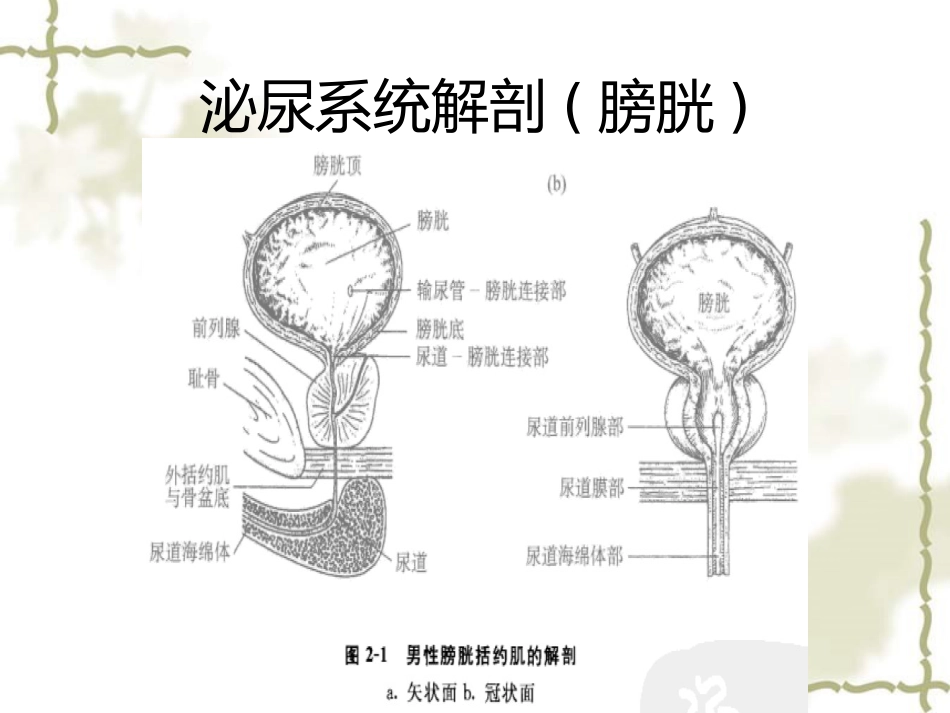 神经源性膀胱的基本处理原则_第5页