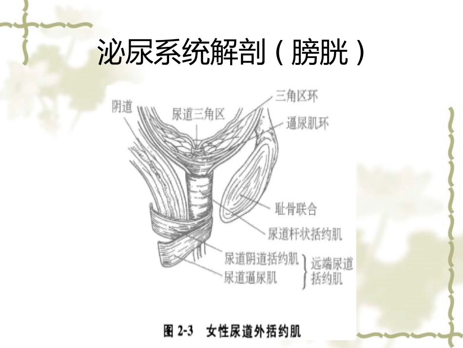 神经源性膀胱的基本处理原则_第6页
