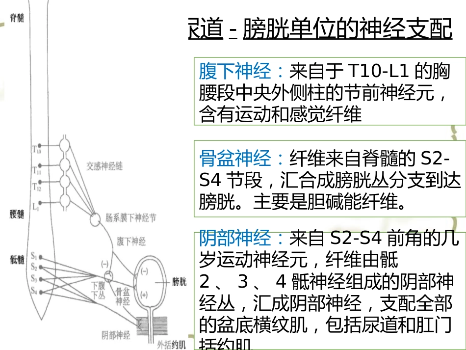 神经源性膀胱的基本处理原则_第7页