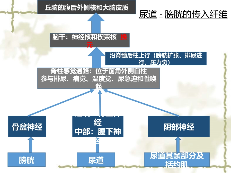 神经源性膀胱的基本处理原则_第8页