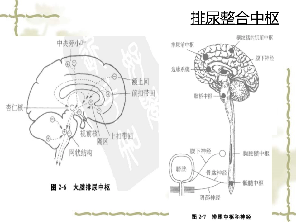 神经源性膀胱的基本处理原则_第9页
