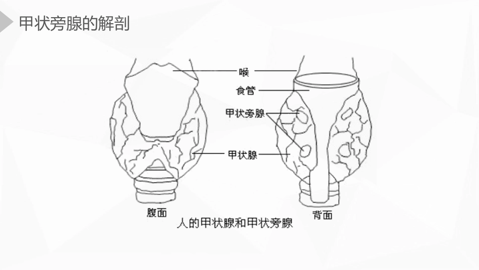 内科护理：甲状旁腺功能减退症护理_第4页