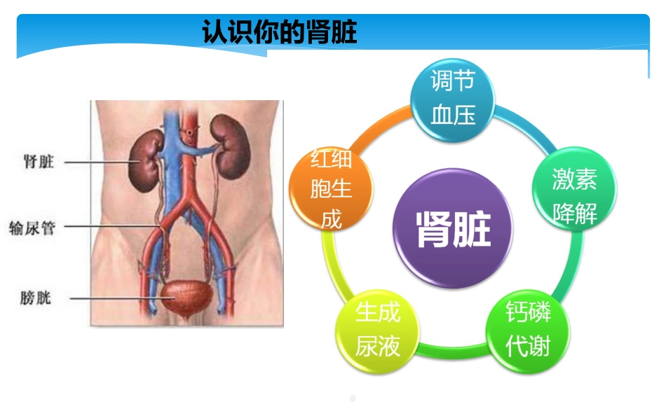 尿毒症患者科学饮食ppt课件_第3页