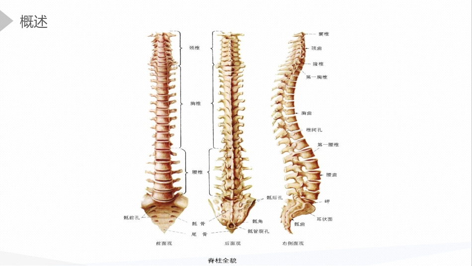 内科护理：强直性脊柱炎的护理查房_第5页