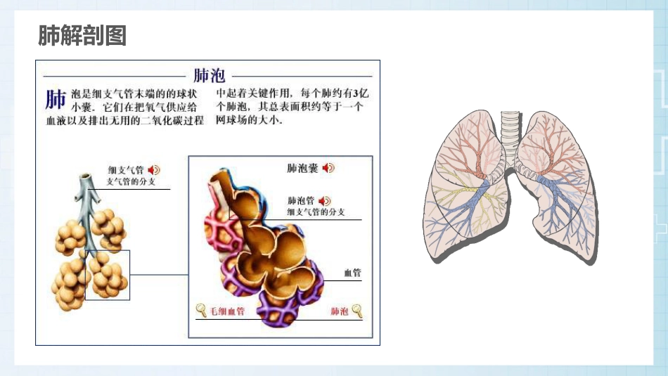 肺部感染的护理查房PPT课件_第3页