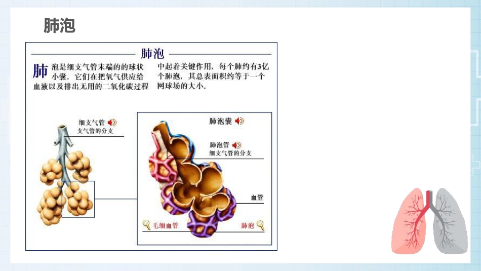 肺部感染的护理查房PPT课件_第4页
