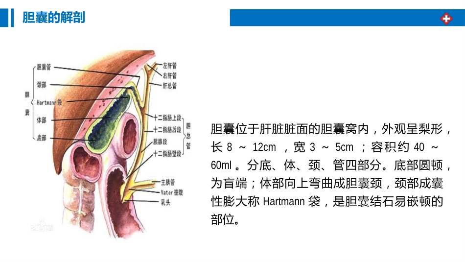 胆囊结石围手术期护理_第4页