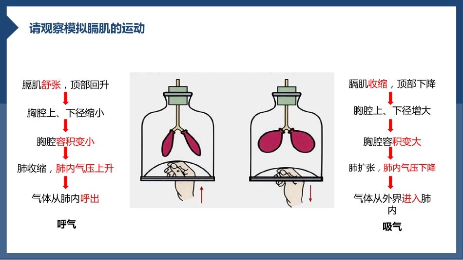 发生在肺内的气体交换2_第12页