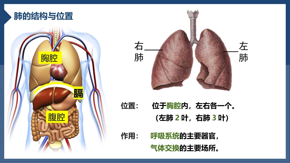 发生在肺内的气体交换2_第4页