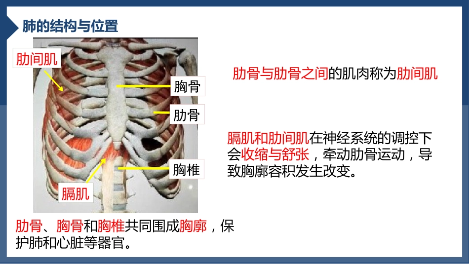 发生在肺内的气体交换2_第5页