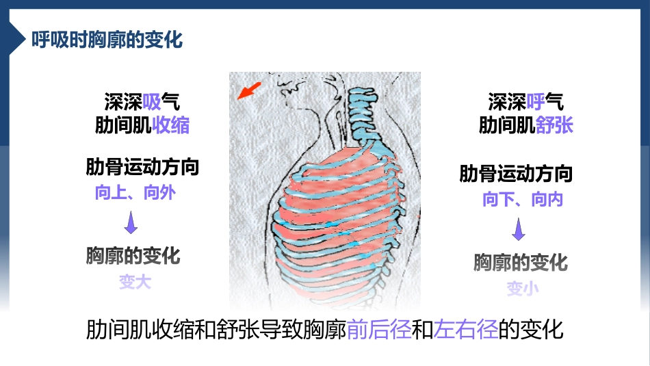 发生在肺内的气体交换2_第7页
