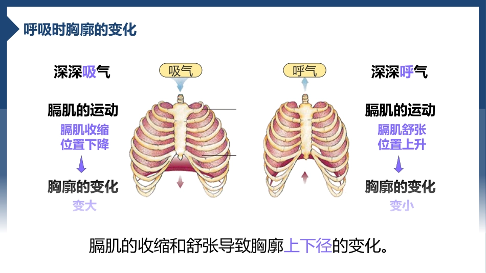 发生在肺内的气体交换2_第8页