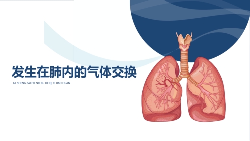 发生在肺内的气体交换2