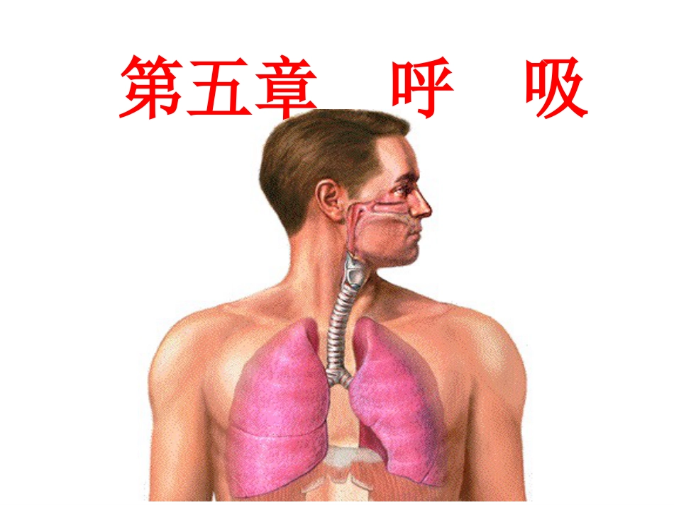 生理学-呼-吸_第1页