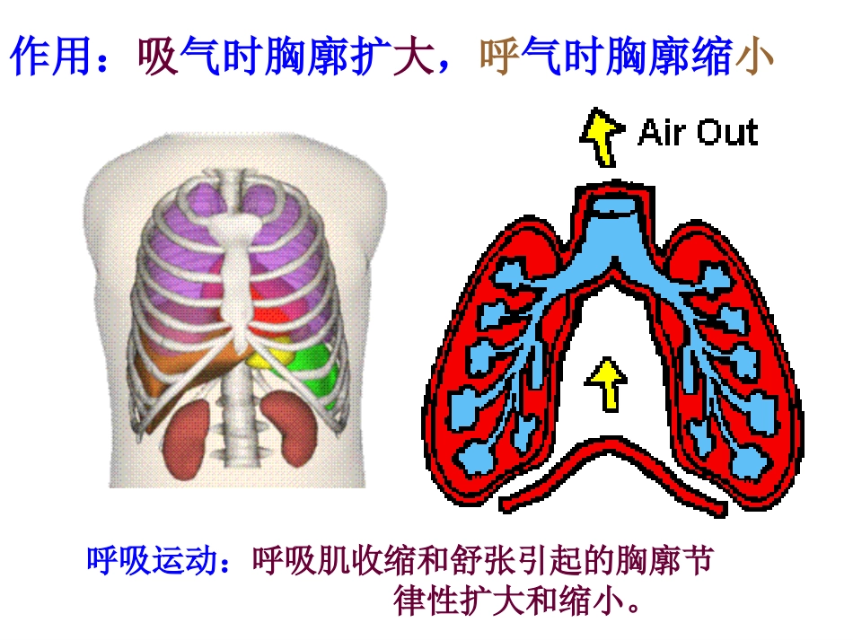 生理学-呼-吸_第10页