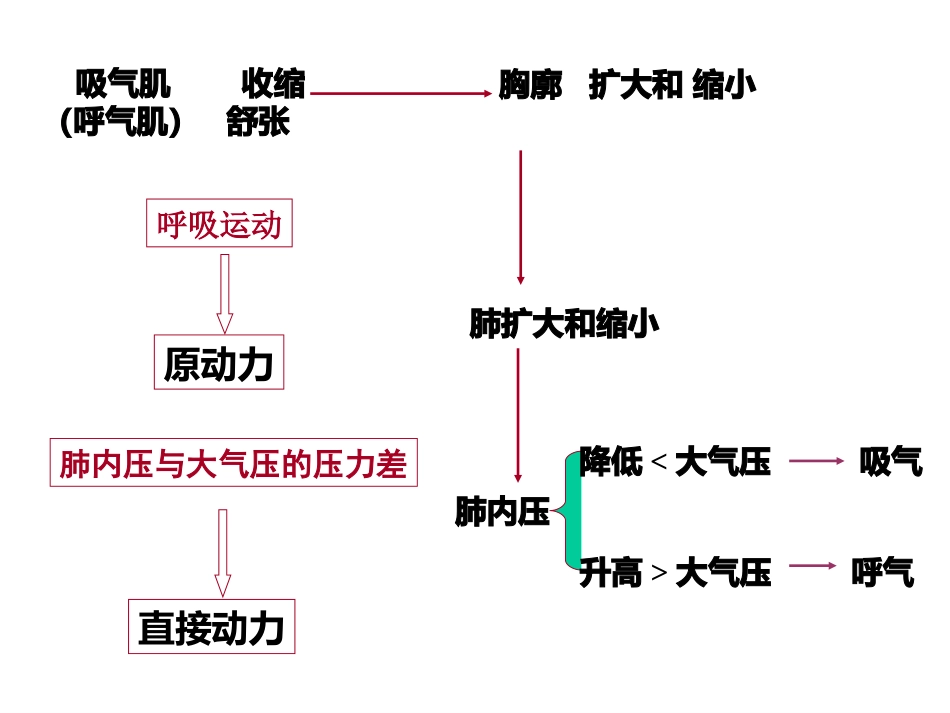 生理学-呼-吸_第11页
