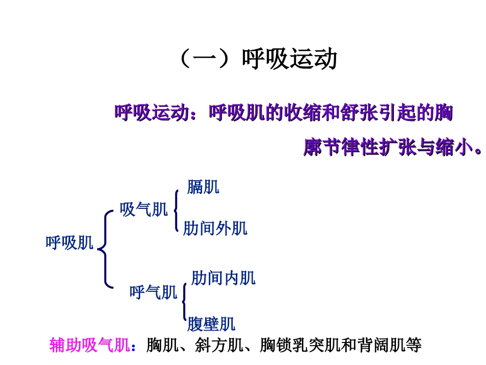 生理学-呼-吸_第12页