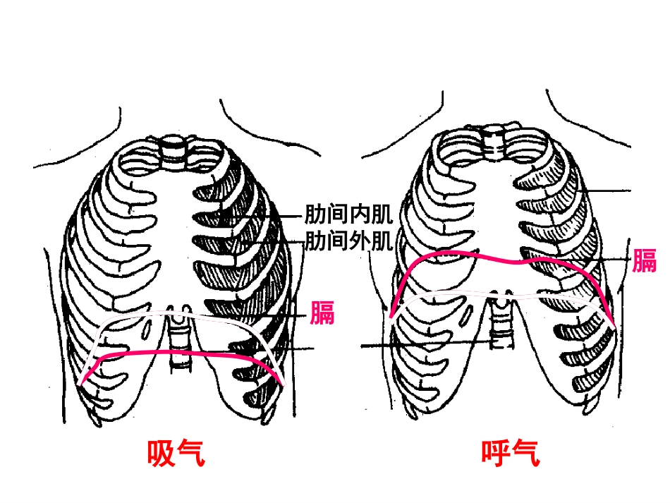 生理学-呼-吸_第13页