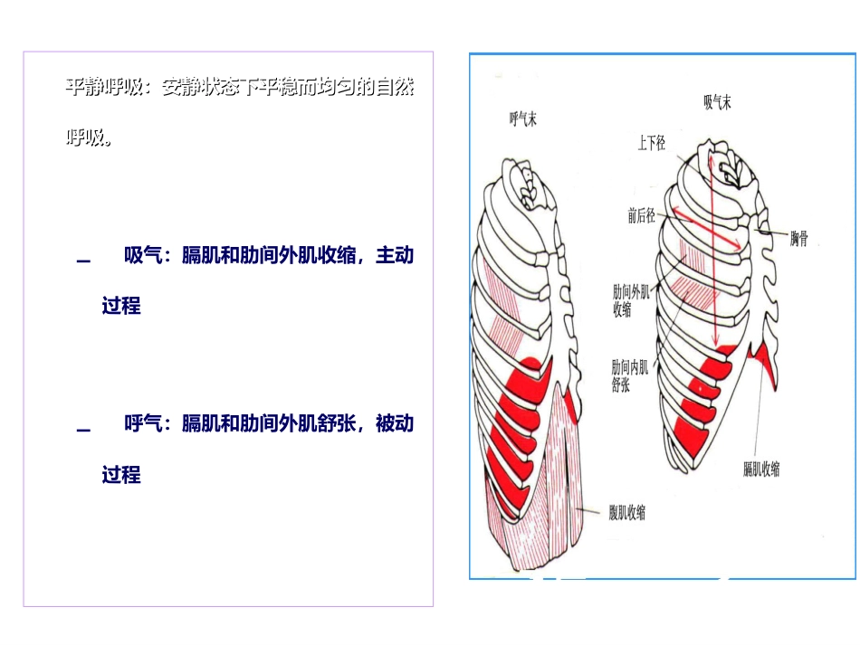 生理学-呼-吸_第14页