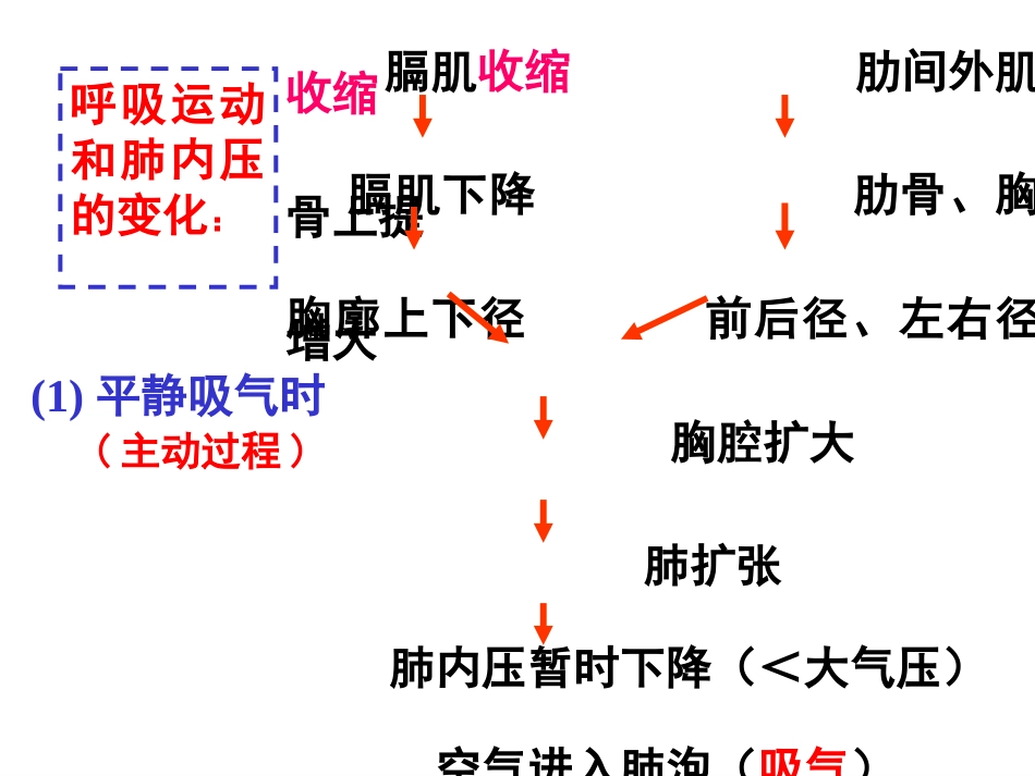 生理学-呼-吸_第15页