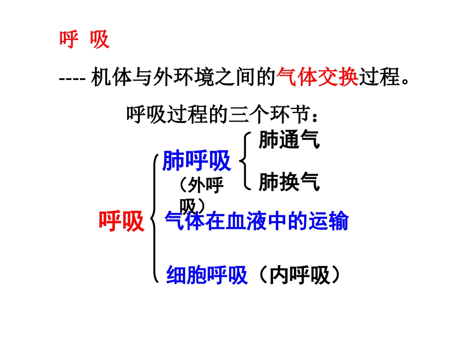 生理学-呼-吸_第2页