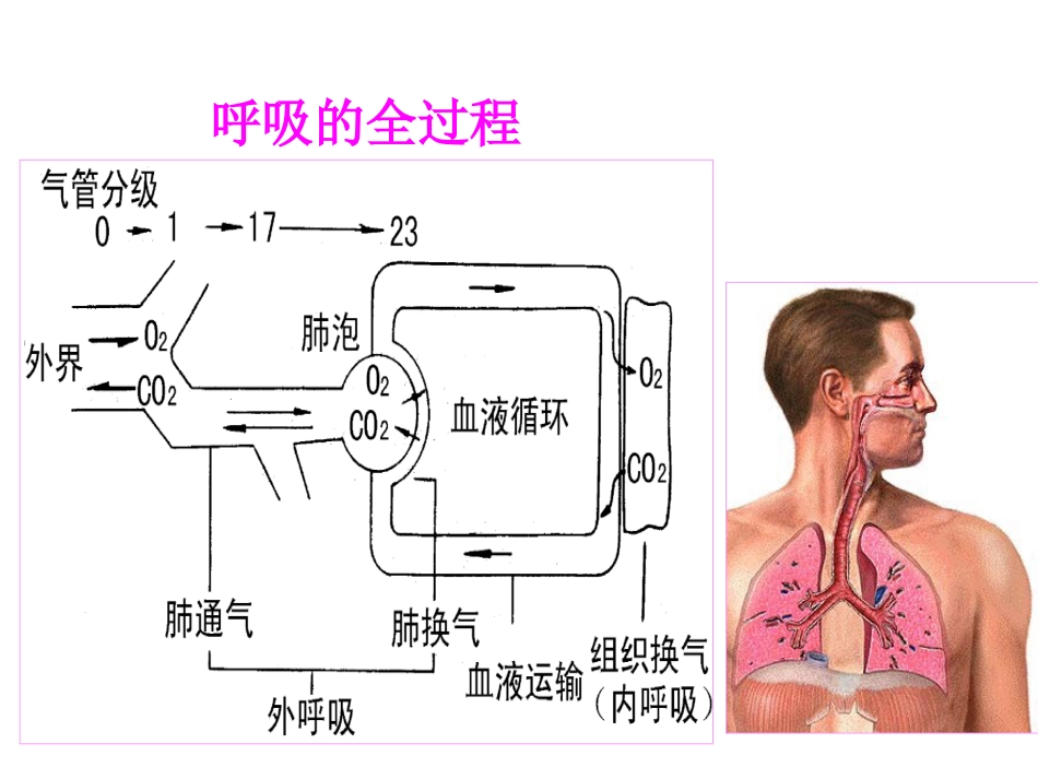 生理学-呼-吸_第3页