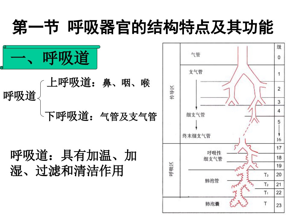 生理学-呼-吸_第4页