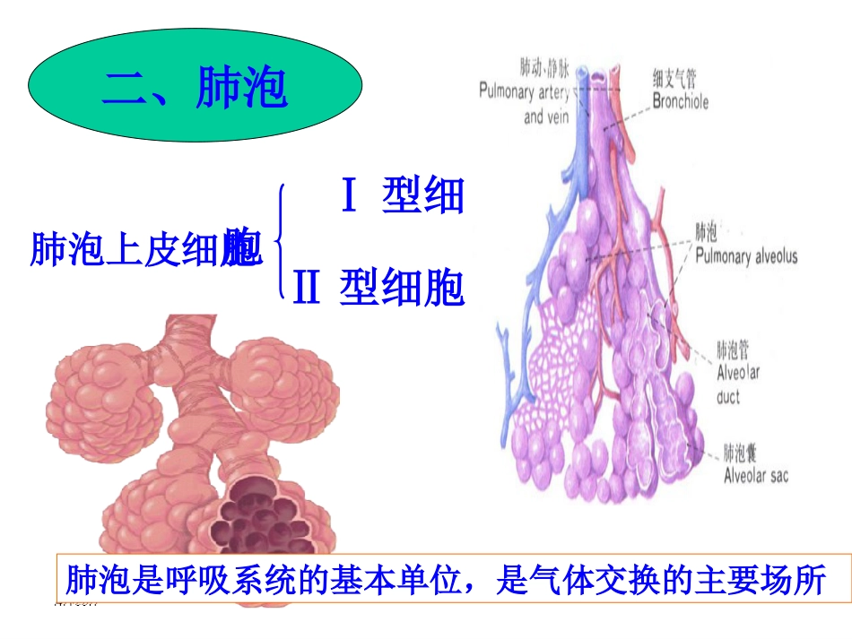 生理学-呼-吸_第6页