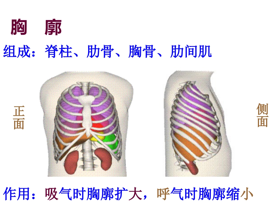 生理学-呼-吸_第7页