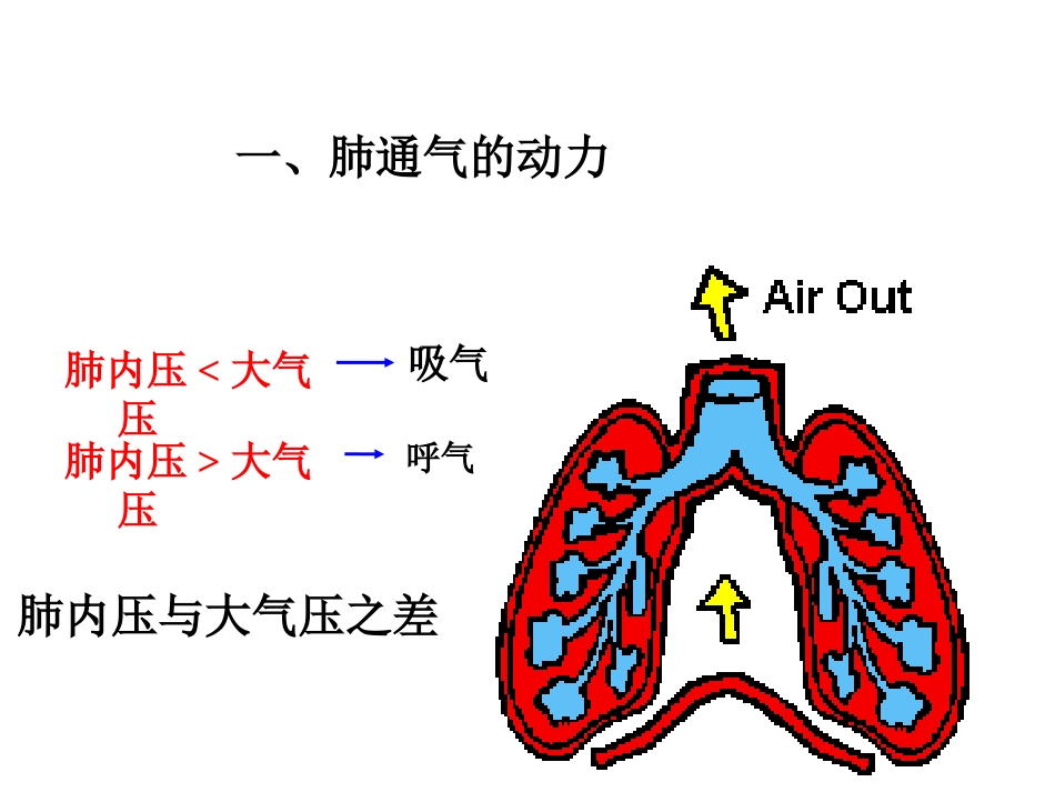 生理学-呼-吸_第9页