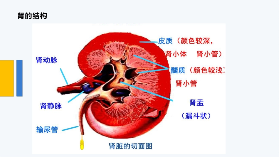 经皮肾镜碎石术后护理_第6页