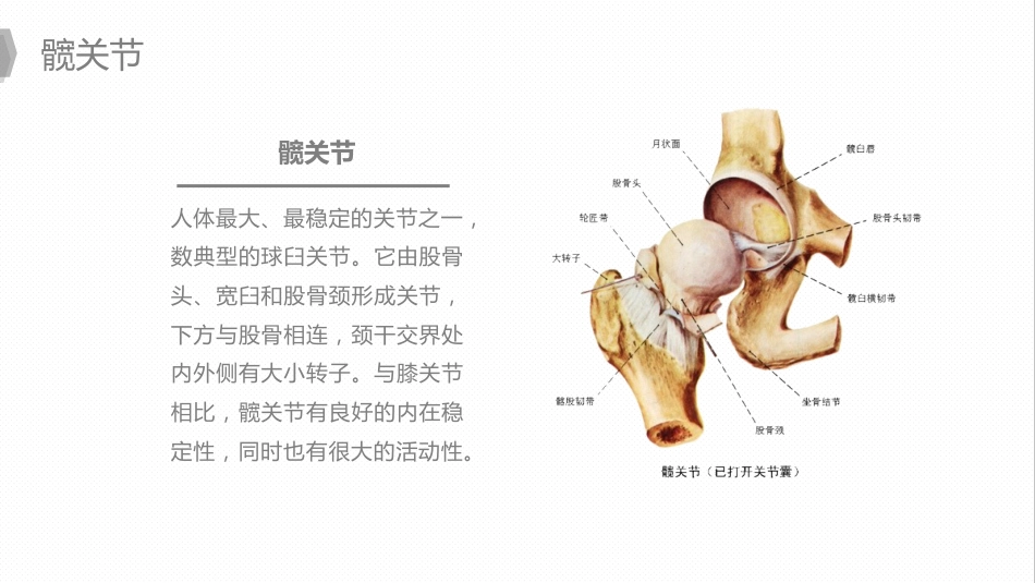 外科护理：换人工髋关节预防深静脉血栓护理_第6页