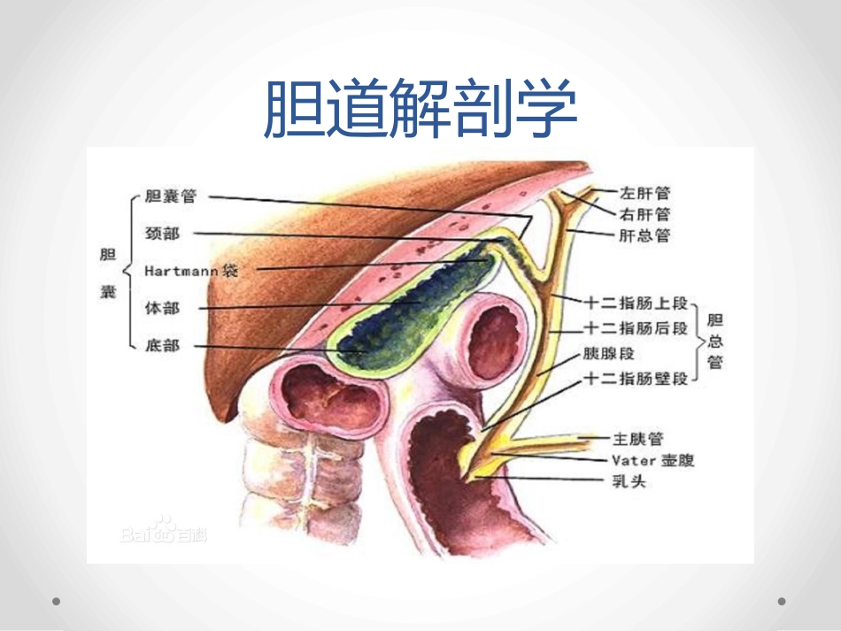 胆囊炎和胆石症-PPT课件_第2页