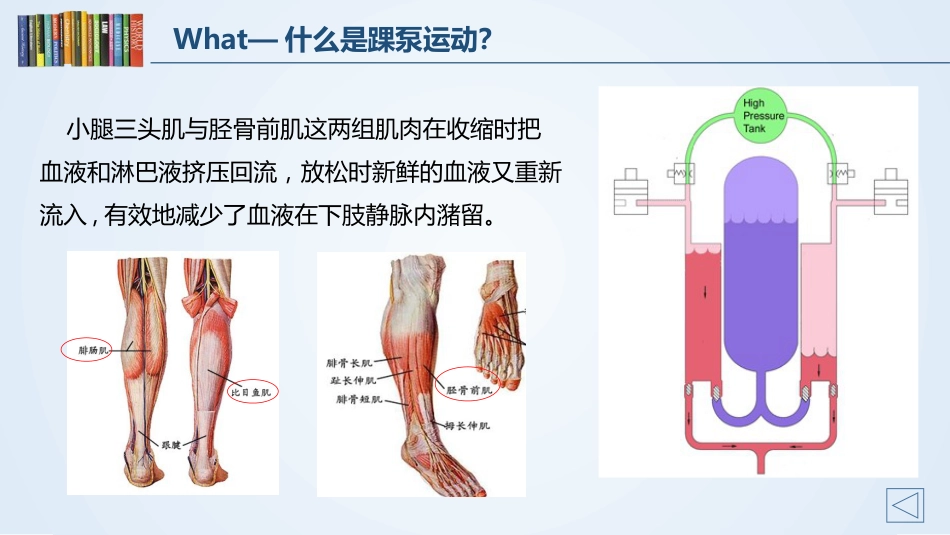 踝泵运动_第7页